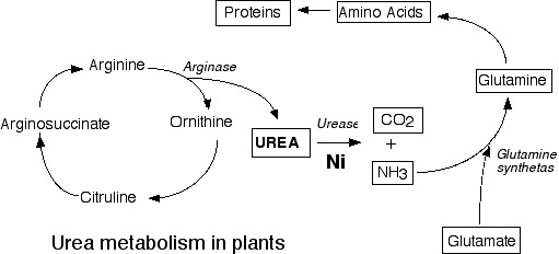 Urea Metabolism